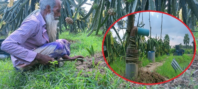 জমি বিক্রি না করায় ড্রাগন বাগানের বিদ্যুৎ সংযোগ বিচ্ছিন্ন করার অভিযোগ